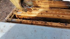 Весенние работы на пасеке. Утепляем пчёл...