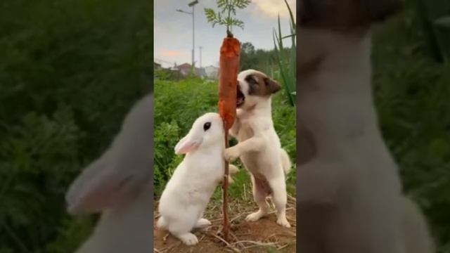 10 МИНУТ СМЕХА / СМЕШНЫЕ ЖИВОТНЫЕ, КОТЫ, СОБАКИ И ДРУГИЕ смотреть онлайн