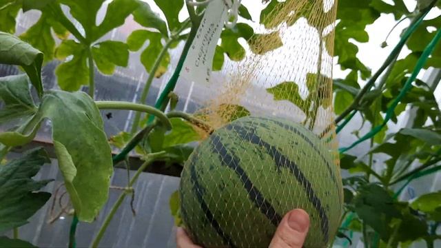 После обрезки листьев помидоры не наливаются? От травяного настоя жируют. Я проверила,вот результат смотреть онлайн