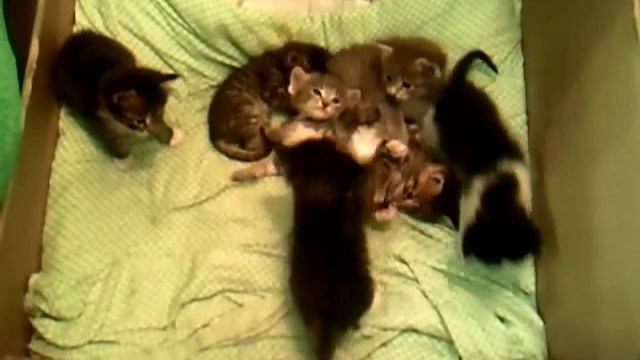 котята в коробке смотреть онлайн