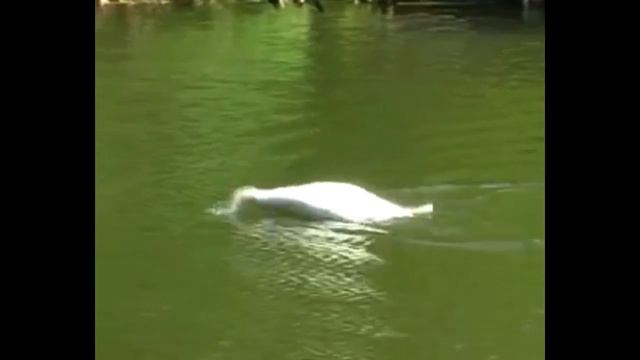 Остановись!... перелетные птицы кричали