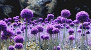 Утренняя молитва от дисбактериоза на русском языке