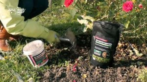 Осенняя подкормка растений