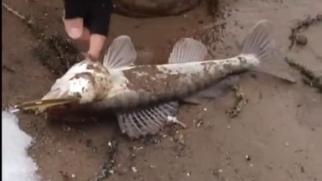 Моя рыбалка. Зимний праздник спиннингистов смотреть онлайн