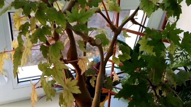 Выращивание Бегонии Каудексной на примере БАНСАЙ смотреть онлайн