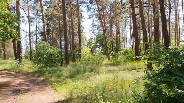 Завораживающая и немного мистическая красота соснового леса. смотреть онлайн