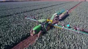 Уборка брокколи транспортером НОУТ-18 в Молдове 2019 г.  www.933944.ru