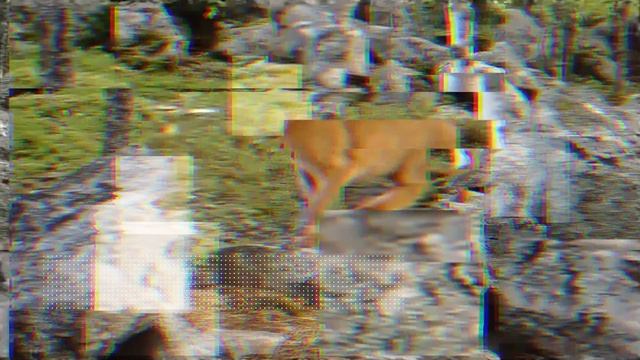 Абиссинская кошка - интересные факты смотреть онлайн