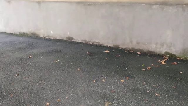 Птаха. Ставрополь смотреть онлайн