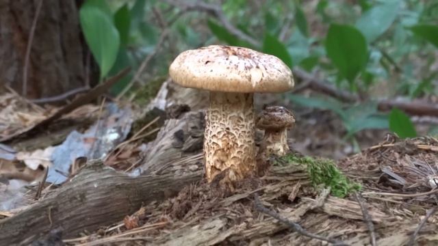Пилолистник чешуйчатый (Lentinus lepideus) смотреть онлайн
