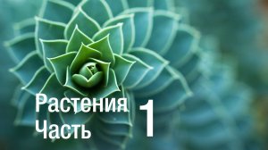 Растения (часть 1)