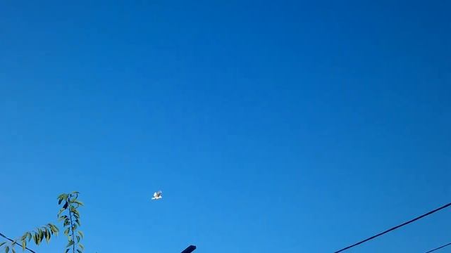 голуби Донецкие белые в полёте смотреть онлайн