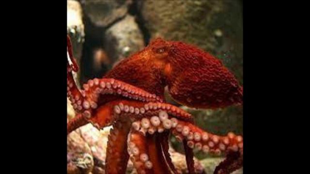 Осьминоги