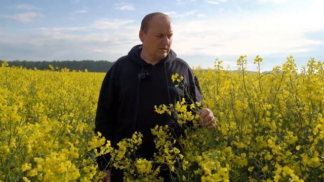 Гибрид рапса Торес на фермерских полях Брестской области. Опыт возделывания. ФХ Фораланд смотреть онлайн