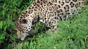 Jaguar attacks crocodile under the Water Jaguar vs crocodile / Ягуар против Крокодила