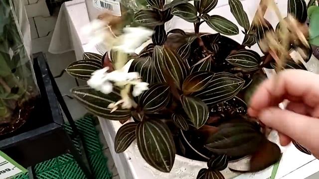 Декоративнолиственные и красивоцветущие-выбираем на свой вкус.