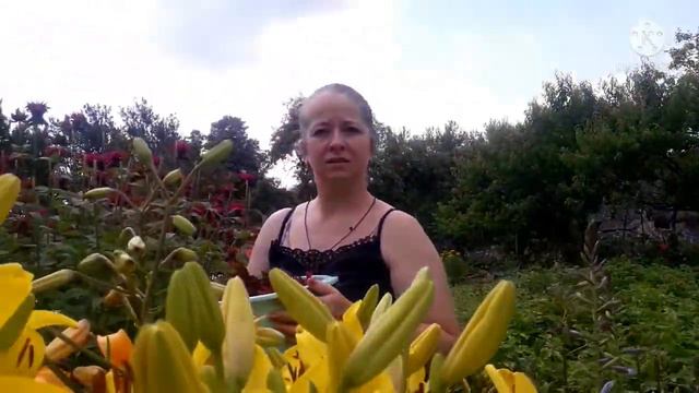 Монарда, что за зверь и с чем ее едят? смотреть онлайн