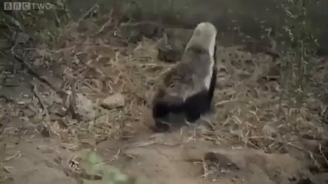 УМНЫЕ ЖИВОТНЫЕ МЕДОЕДЫ ТОП  ЖИВОТНЫХ МЕДОЕД ПРОТИВ ЗАКЛЮЧЕНИЯ  FUNNY VIDEO 2019 УМНЫЙ МЕДОЕД смотреть онлайн