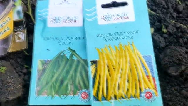 Посев фасоли с Землей Матушкой для бобовых#посадкафасоли #стручковаяфасоль
