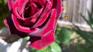 BLACK BEAUTY ROSE Blooming DAY1-DAY7 || Music YOU #Relaxing-music