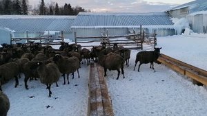 Романовские овцы зимний выгул
