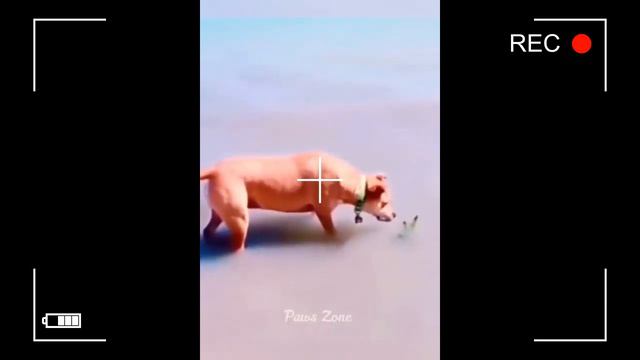 Funny animal (cats, dogs, parrots and others). Смешные животные(кошки,собаки.попугаи). смотреть онлайн