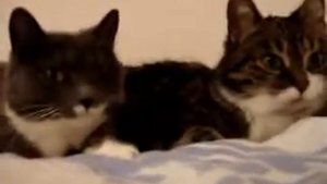 Разговор на кошачьем языке