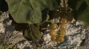 Греция (Экскурсии) - от Минотавра к Дионису