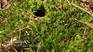 Дикранум- чудо-мох под нашими ногами. Описание, где растет, применение.