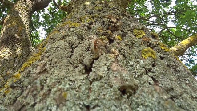 В КРЫМ ехала 3 дня за ТРАВОЙ! Байдарская долина. Впечатления Крым отдых 2019 по единому билету смотреть онлайн