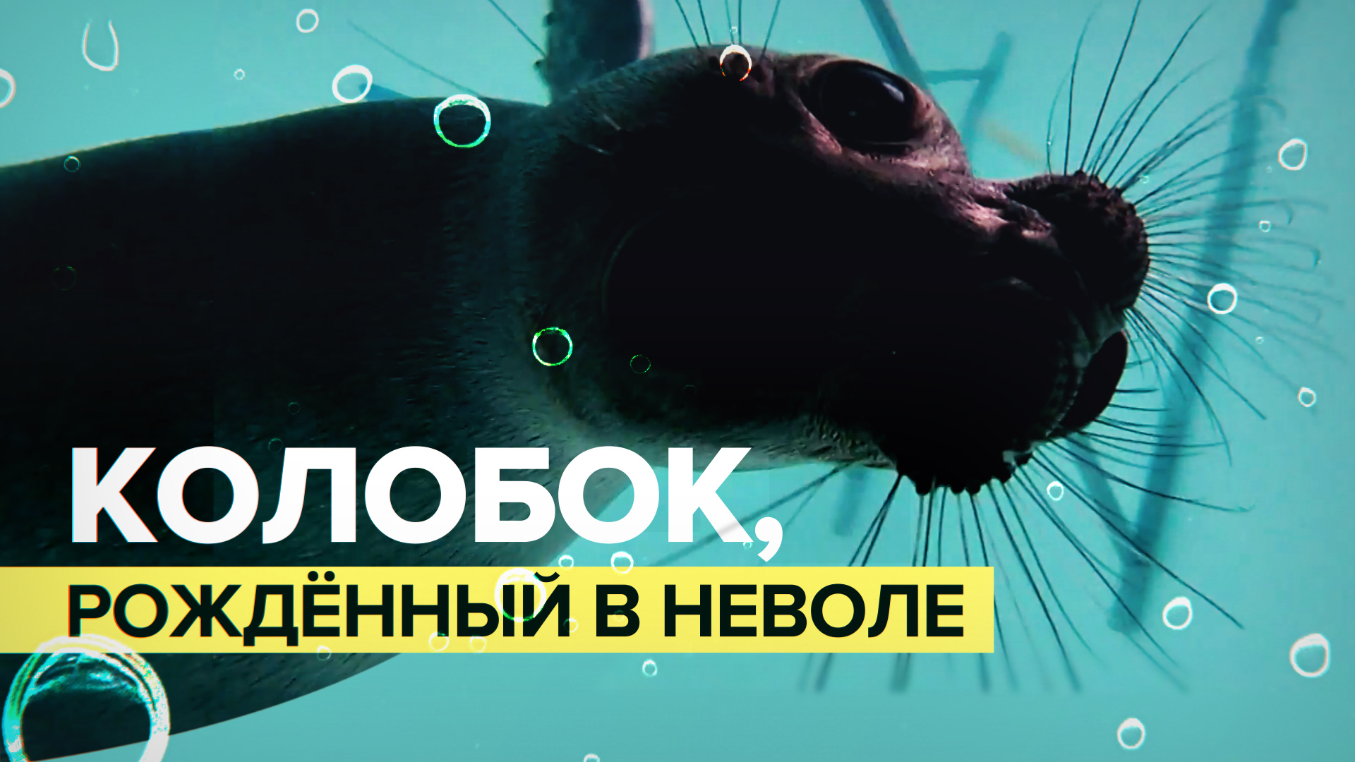 «Колобок родился у нас в неволе»: детёнышу нерпы из Иркутской области исполнилось три месяца