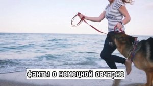 ?факты о породе немецкая овчарка?