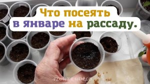 Что посеять в январе на рассаду.?