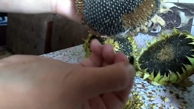 А вы видели семечки из настоящего подсолнуха?