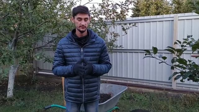 Очаговая подкормка плодовых деревьев весной (осенью) ??