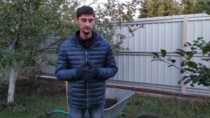 Очаговая подкормка плодовых деревьев весной (осенью) ??