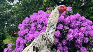 бойцовский петух