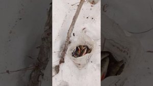 Рыбалка весной речка Тюй.