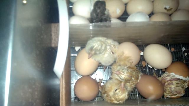 Инкубатор для цыплят ч.1 смотреть онлайн