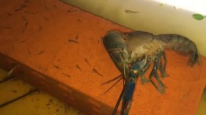 Линька Австралийского рака