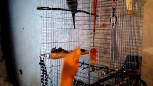 попугай не хочет выходить из клетки