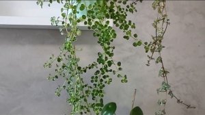 Пилея - пять сортов из моей коллекции.