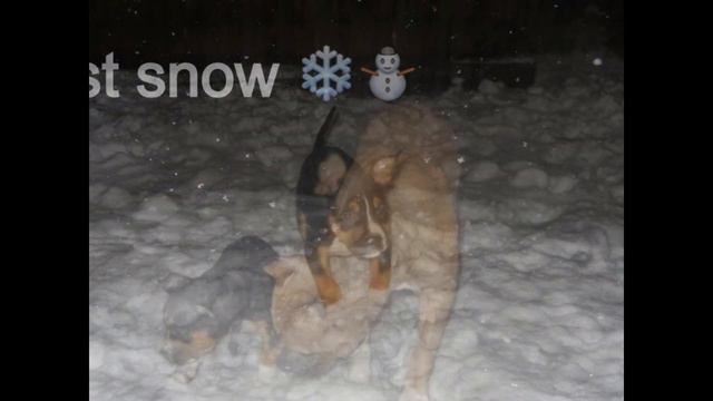 Rex Tri color Pit bull first 6 months смотреть онлайн