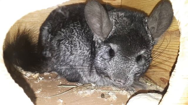 Причины по которым необходимо отсаживать Самца Шиншиллы! смотреть онлайн