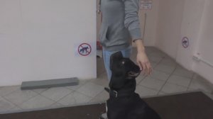 Кане корсо Зельда. Занятие по дрессировке (ОКД): команда Ко мне, обучение команде Рядом. Тольятти.