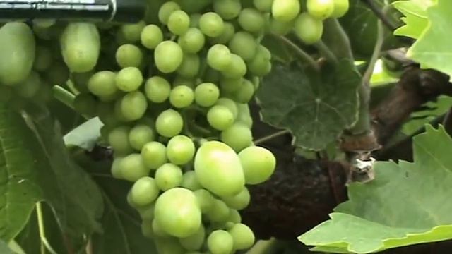 ВИНОГРАД.ГОРОШЕНИЕ ЯГОД смотреть онлайн