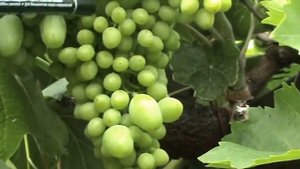 ВИНОГРАД.ГОРОШЕНИЕ ЯГОД