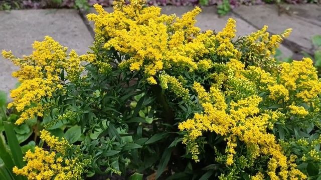 СОЛИДАГО канадский ,как веточки мимозьі !