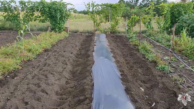 КУПЧИХА Земклуника! Осенняя посадка под пленку смотреть онлайн