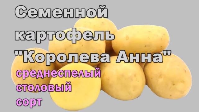 Картошка Сорт Королева Анна Характеристика Фото